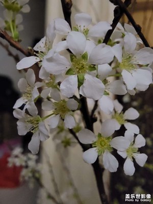 把星鉆交出來(lái)