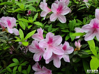 【周末拍點(diǎn)啥】+ 樓下的花花