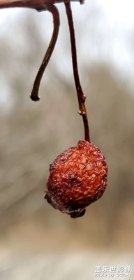 鐵嶺的初春，雖素但很美