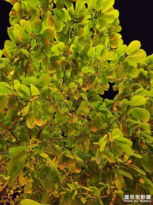 【明日春分#節(jié)氣】