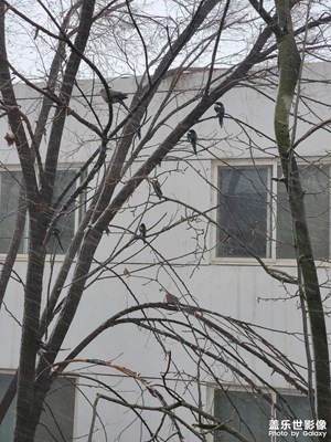 【周末拍點啥】+春雪