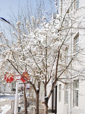 春日雪景：梅花遜雪三分白