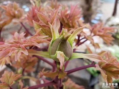 花開了，花開了，花開了！