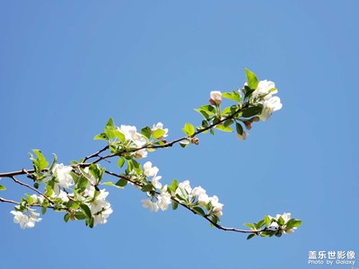 花花花?。?）