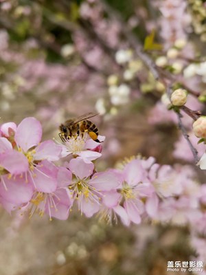 s20的64w相機其實挺強，就是軟件調(diào)教太差，對焦拉跨
