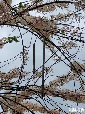 引進(jìn)的花樹(shù)