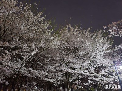 【明亮的夜】+夜櫻繽紛