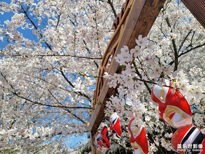 春城無處不飛花