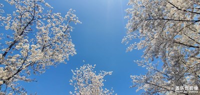 這個季節(jié)必須來一場櫻花秀