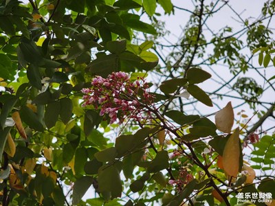 這是什么花？