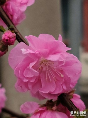 春日出行
