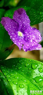 微距（雙色茉莉）