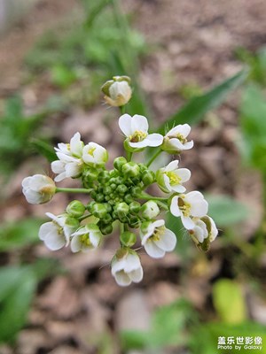 微距隨拍，效果挺棒的