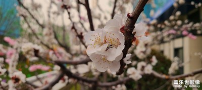 小區(qū)隨拍 櫻花