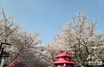 上海的櫻花，也很美