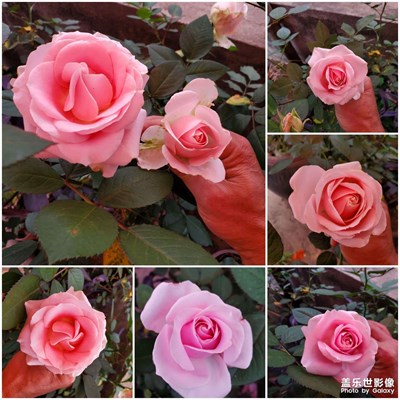 春天的花