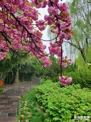 走著走著花就開了