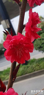 春暖花開，敞開心扉擁抱每一縷陽光