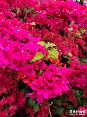 牛年牛氣牛須眉，一枝綠葉百花圍