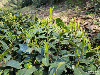 天寒地凍，采茶