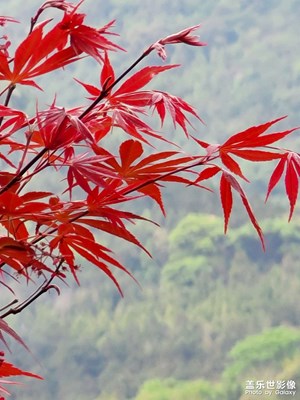 紅葉