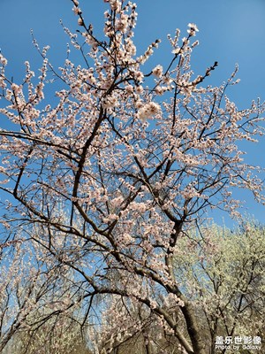 【新春星色彩】+家附近的春色