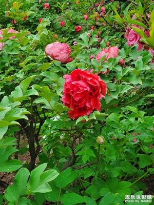紅牡丹