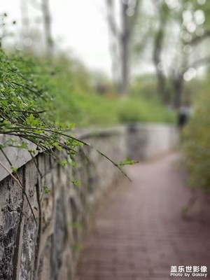 昨天拍的。（1）