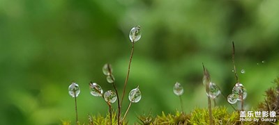 清明時(shí)節(jié)