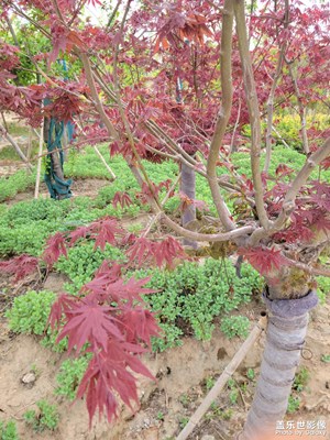 楓葉紅與二月花