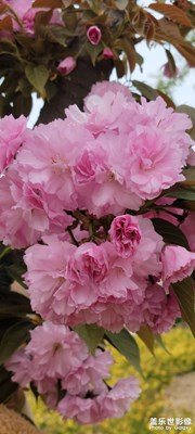 春暖花開