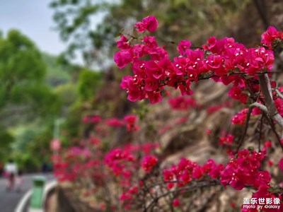 【新春星色彩】春意正濃