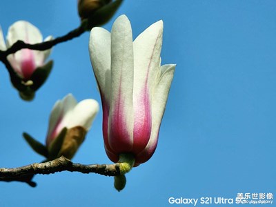 【新春星色彩】植物園百花齊放