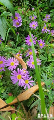 路邊的野花