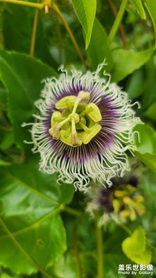 花  昆蟲(chóng)