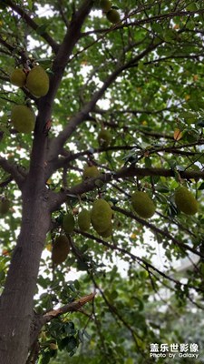 甜蜜蜜的菠蘿蜜??