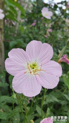 花開的季節(jié)