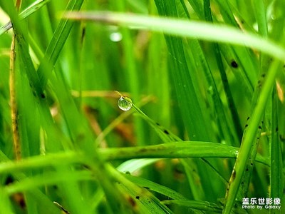 落入凡間的精靈