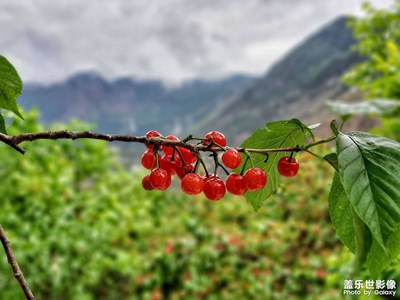 櫻桃熟了……