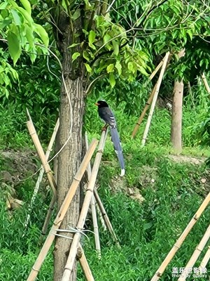 長(zhǎng)焦拍鳥(niǎo)