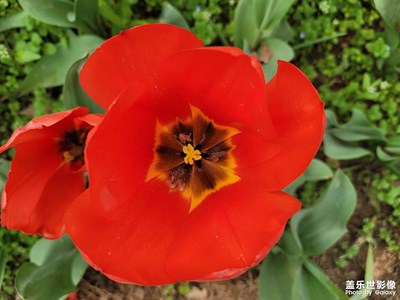 【新春星色彩】+春花爛漫