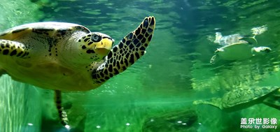 上海動(dòng)物園里得來(lái)的照片