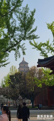 雁塔春色