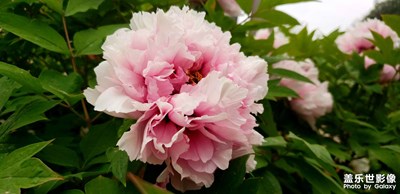 洛陽牡丹文化節(jié)