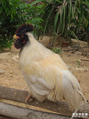 【霸屏朋友圈】+ 山里養(yǎng)的雞