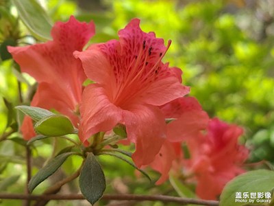 發(fā)圖片，水經(jīng)驗