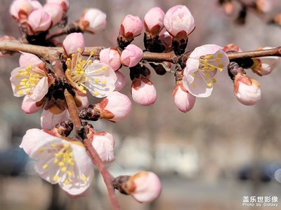 賞杏花的時(shí)候到了