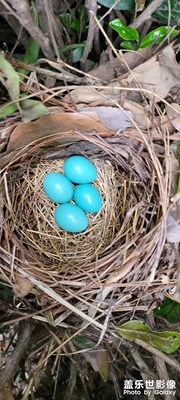 畫眉鳥(niǎo)窩(帶蛋)