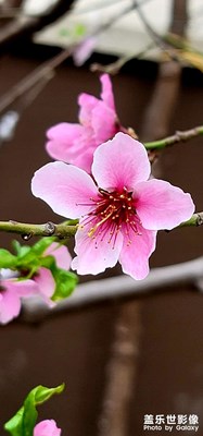 試一下拍桃花