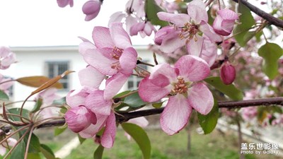 【光影記】+海棠朵朵開